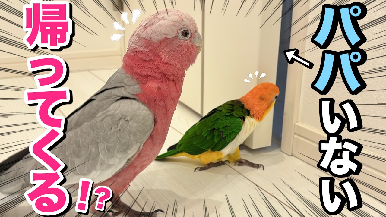 飲み会に行ったパパがまだいると思って何度も隙間を覗くオウム達が健気すぎたww【モモイロインコ】