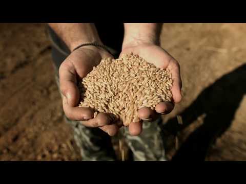 Green Logistics in Cereals / Rice Sector - Documentary