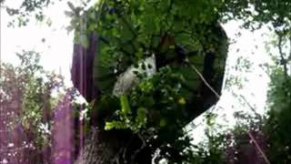 preview picture of video 'Incredible Treehouse Manzanillo Puerto Viejo Costa Rica tours/sleep'