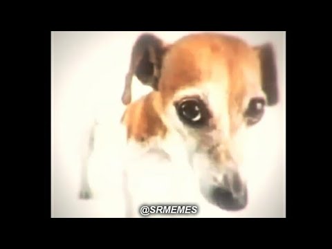 BEAT A A FOLLOU , meme do cachorrinho | @senhordart (MEME EDIT) - STATUS, By Sr. Memes