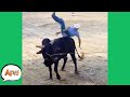 From COWBOY To Cow OUCH Funny Fails AFV 2021