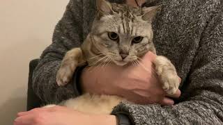 大人しくだかれるにゃにゃ様