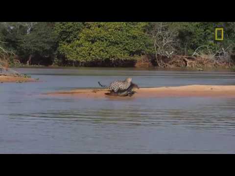 L'attacco del Giaguaro