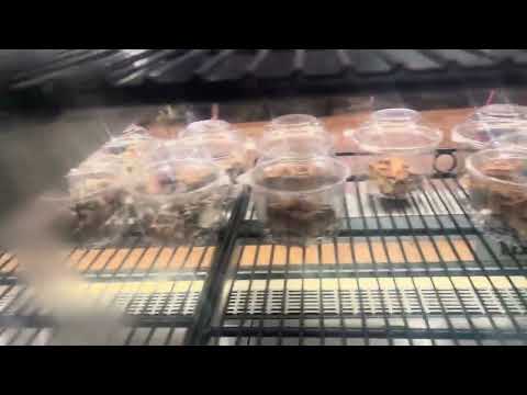 Cake slices donated to go towards my surgery