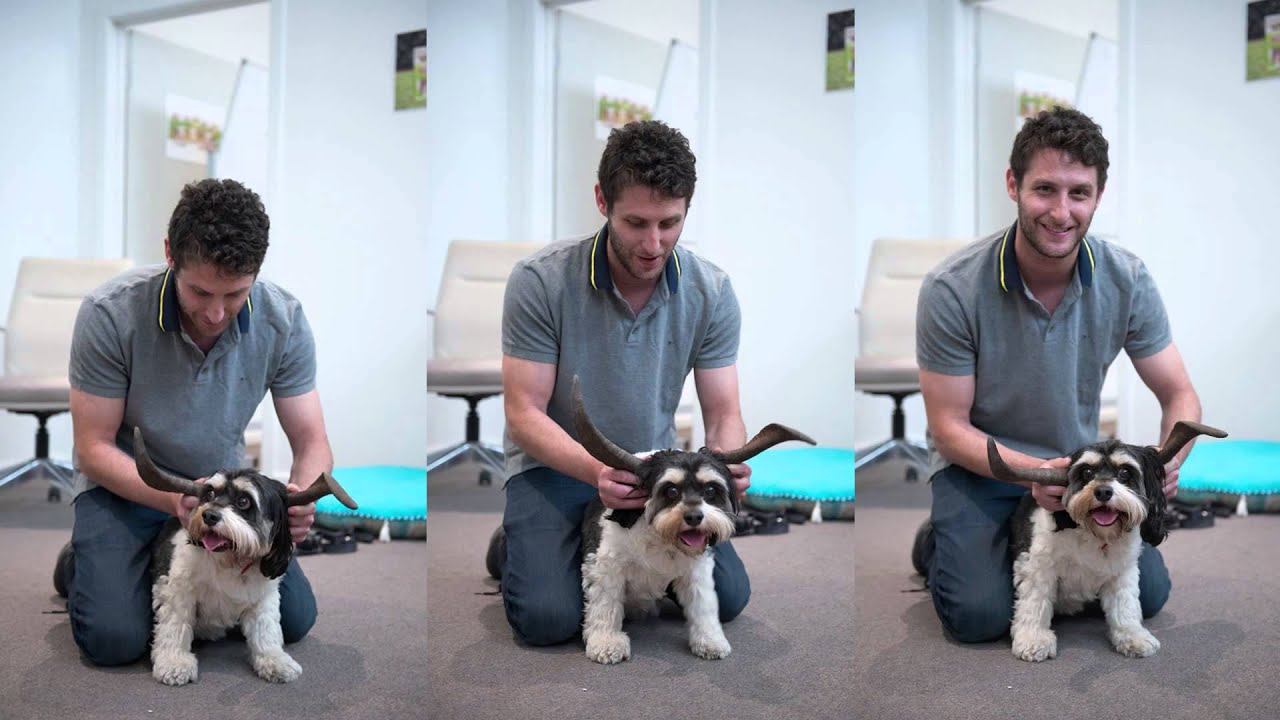 Introducing WAG's Australian Goat Horns