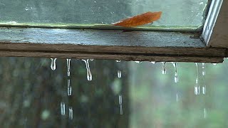 Ten minutes of rain on an old window.