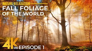 12 HOURS of Best Fall Foliage Destinations in 4K - Nature with Gentle Music & Real Sounds - Ep #1