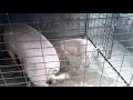 Pig Mix Breeding With Local And Hybrid 99 Good Result