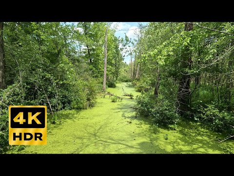 1 Hour of Wetland Ambience • Relaxing Bird Sounds & Scenic 4K Visuals
