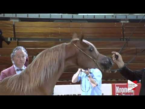 N.5 AJA ATHENA - Wels 2016 - Yearling Fillies (Class 1A)