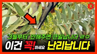 "3월부터" 식물한테 이거 안해주면 정말 큰 손해봅니다⚠️ㅣ완벽한 봄철 식물관리 4가지 체크 포인트! 식물 …