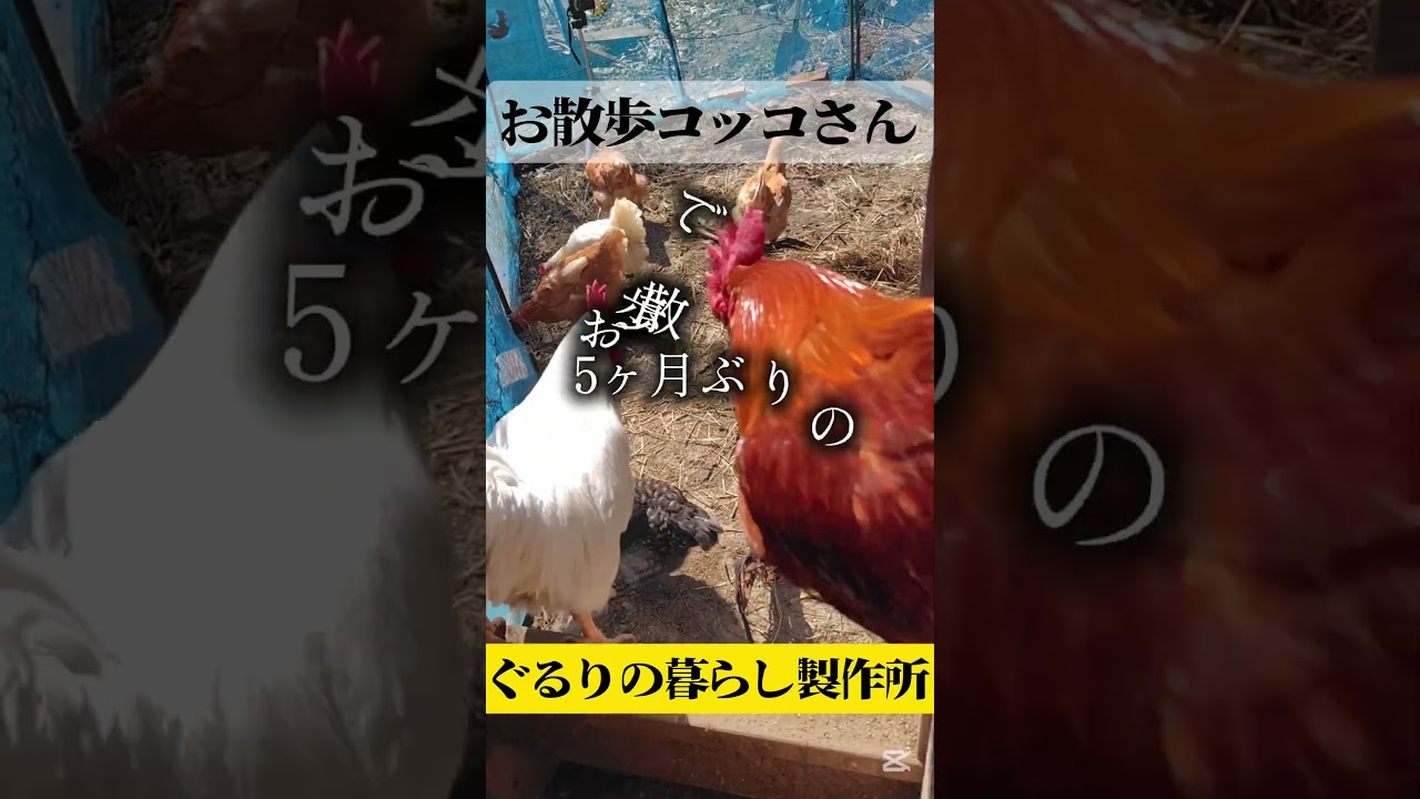 コッコさんの外遊び【自給生活北海道】春になったので鶏さんの外遊びが始まりました #エコビレッジライフ体験塾 #ぐるりの暮らし製作所 #農ある暮らし #にわとりのいる暮らし #ニワトリ