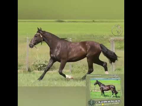 🥇Capítulo I - FM Catarina do Cinco Salsos - Aceguá RS #caballocriollo #cavalocrioulo #cavalo