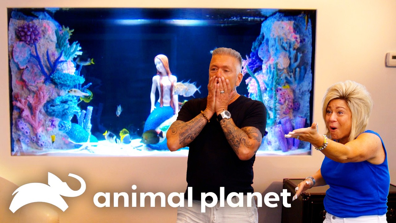 A Mermaid on LONG ISLAND?! | Tanked | Animal Planet