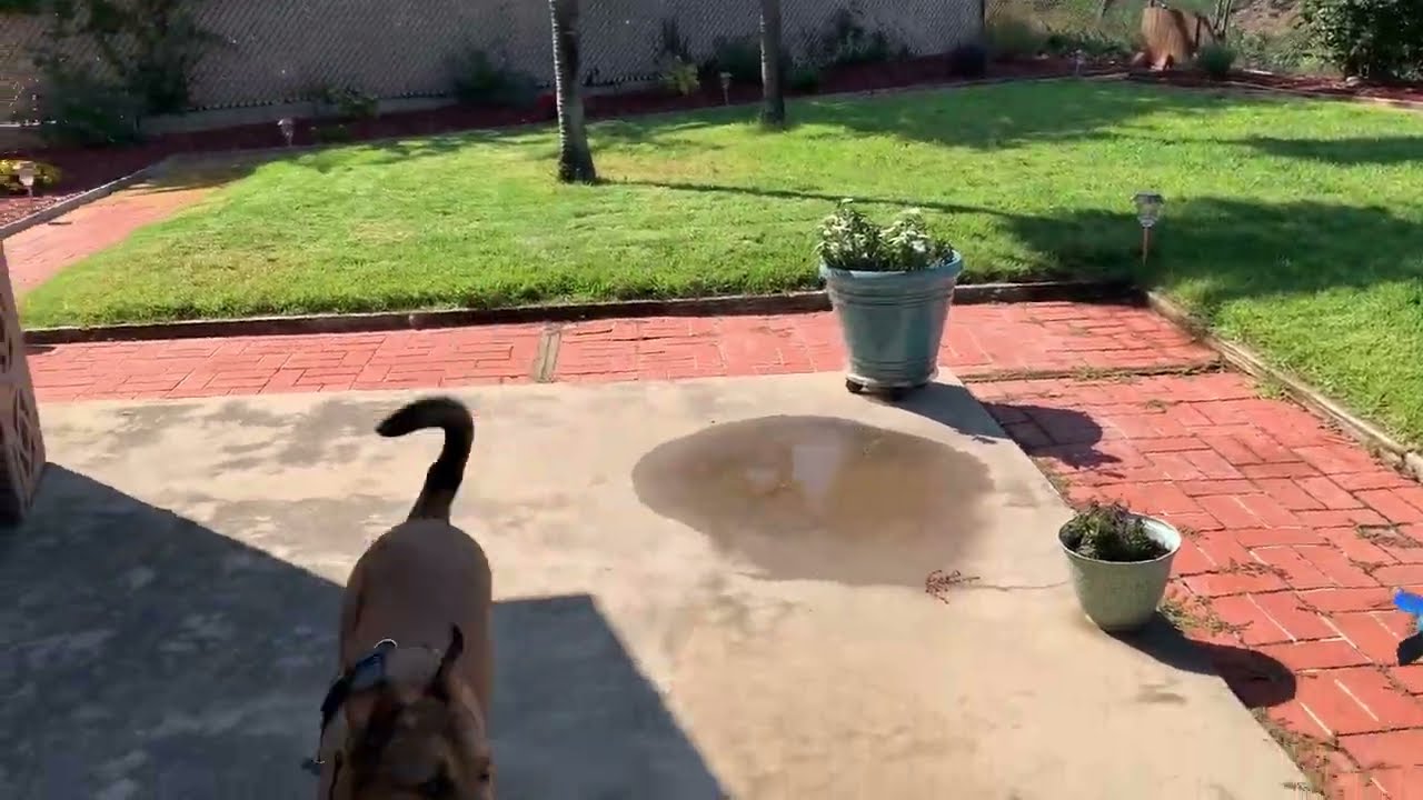 Enlarge Benny, a Adoptable mixed breed in San Diego, CA video 4/4