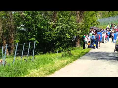 Gutedelwandertag Bad Bellingen