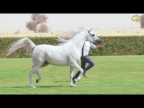 OPEN DAY | Dubai stud 2017