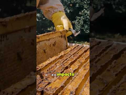Mel de Capanema conquista reconhecimento oficial e fortalece o agro do Paraná 🍯