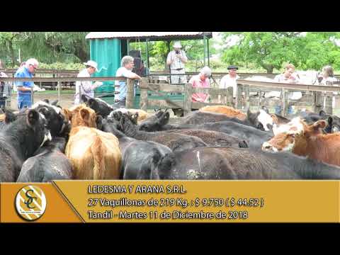 11-12-18 Venta de Hembras - Ledesma y Arana SRL - Tandil