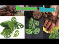 broken heart plant full care how to grow monstera plant at home