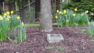 What is the right kind of Mulch to use in the Garden? Peninsula Landscape Supplies