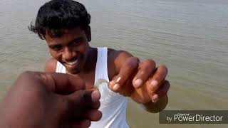 preview picture of video 'Catching prawns and Palmyra sprouts near pondicherry/ vigneshsid'