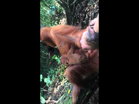 holding hands with an orangutan in the jungle