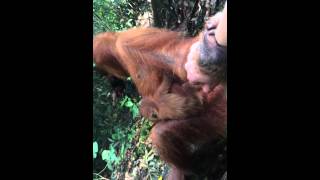 holding hands with an orangutan in the jungle