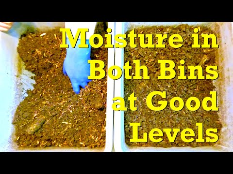 Result of mixing in shredded paper & cardboard to reduce worm bin dampness - vermicompost