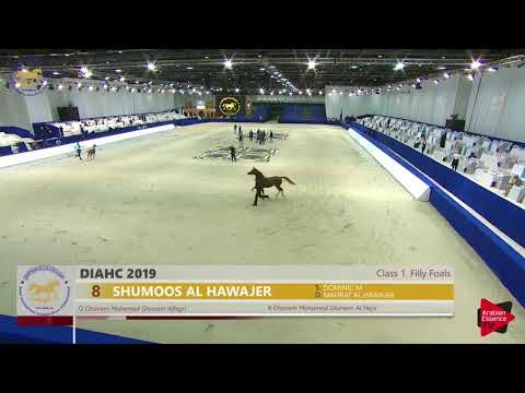 N.8 SHUMOOS AL HAWAJER - Dubai 2019 - Filly Foals (Class 1)