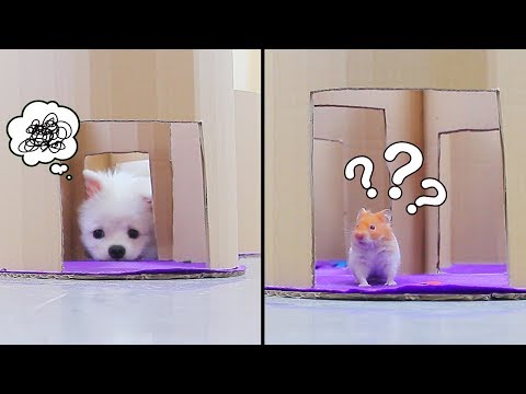 Giant Grape Maze For Snowball Dog And Pudding Hamster