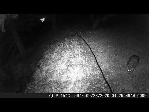 09/23/20 04:26 AM Raccoon