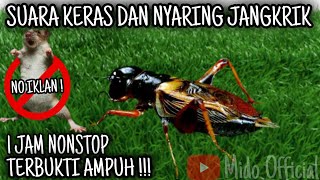 Download lagu SUARA JANGKRIK PENGUSIR TIKUS 1 JAM NON STOP SUARA KERAS & NYARING | BUKTIKAN! mp3