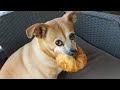 I dare you not to laugh at these funny dogs 🤣 🐶Funniest Dog Video!