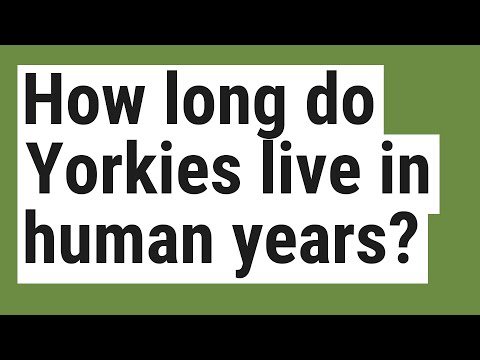 download lagu mp3 mp4 How Long Do Yorkies Live, download lagu How Long Do Yorkies Live gratis, unduh video klip How Long Do Yorkies Live
