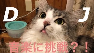 【DJ猫！？】猫がDJに？！　クラブミュージックに合わせて　cat