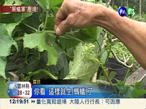 黑蟻軍團壓境 毀家園叮咬村民