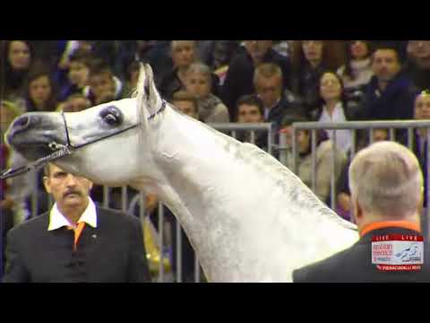 European Championships Verona 2013 - CLASS 11