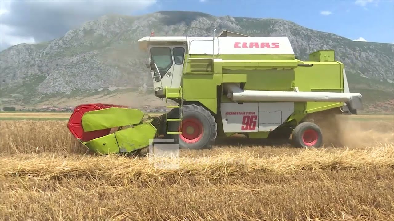 Bereqet në fushat e Korçës, 52 kuintalë grurë për hektar, ndikoi dhe teknologjia e përdorur
