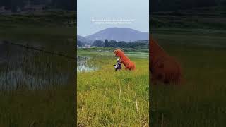 Download lagu Ultraman sad #shorts mp3