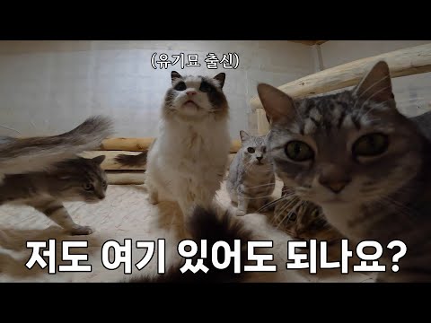 얼어붙는 한파에, 눈치보던 고양이도 반해버린 온돌방