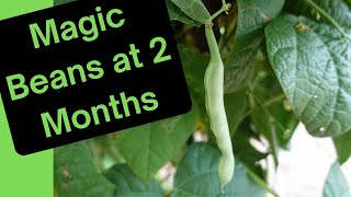 The Magic Bean Experiment: Results After 2 Months! ☀️