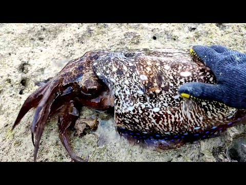 Hunting for Squid/Cuttlefish and Fish at low tide for a Big Meal with Subscribers
