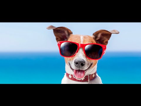 National Dog Day - Pooches of Cinema