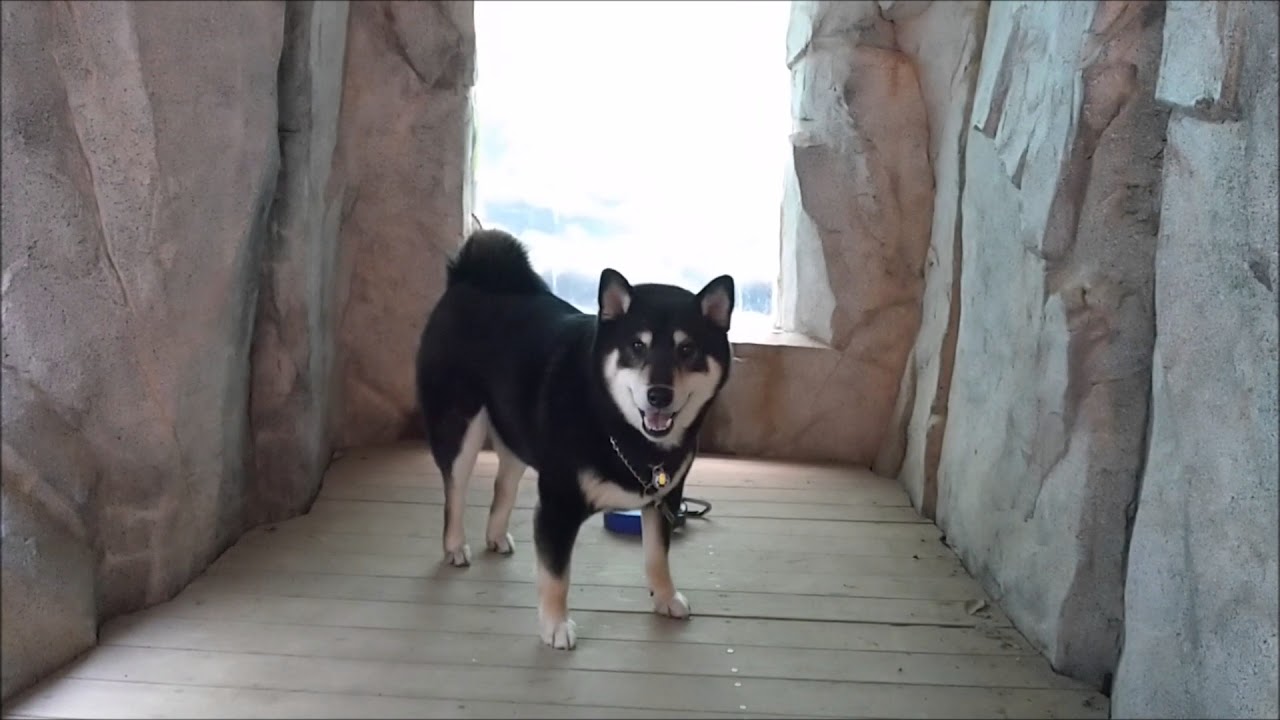 置いて行かれる犬/雪遊び  shibainu