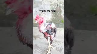 Download lagu ayam trondol #shortvideo mp3 Download lagu ayam trondol #shortvideo mp3
