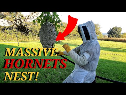 Massive Hornets Nest Removed From A Tree | Wasp Nest Removals