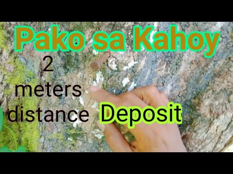 Caimito fruit tree reference sign