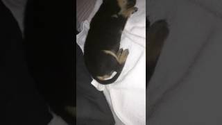 Why does my puppy Rottweiler shake so much while sleeping?