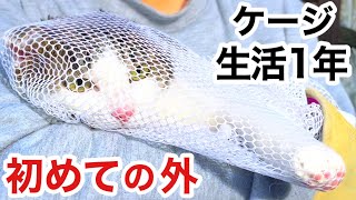 [問題] 收養的貓不親人